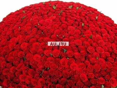 �������� ������ 1000  roses!