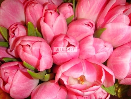 �������� ������ Tulips 19