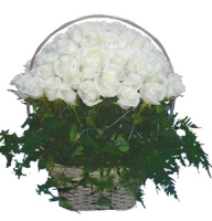 Epics 75 White Roses - Composition: Rose White,ornamental foliage,basket.
