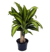 Plants - Dracena