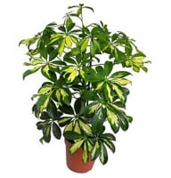 Plants - Sheflera