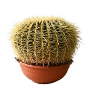 Plants - Big Ñactus