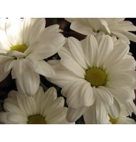 Flowers - 