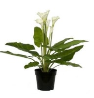 Plants - Kalls