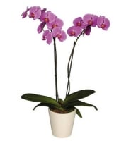 Plants - Orchid