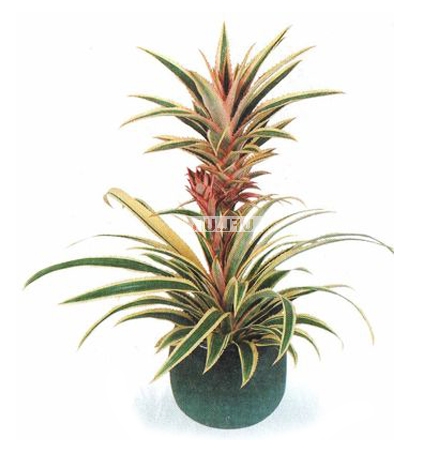 �������� ������ Pineapple
