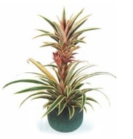 Plants - Pineapple