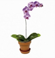 Orchide plant