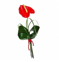 Flamingo flower - Composition: anthurium red.
