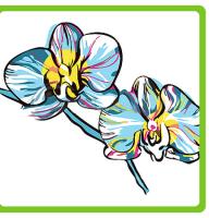 Orchids