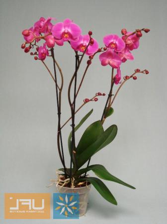 Order now Orchid Atlantis