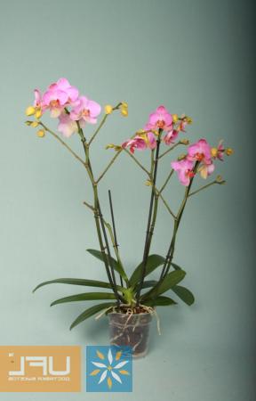 Order now Orchid Vivian