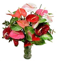 Giacomo Casanova - Composition: Anthurium multicolored.