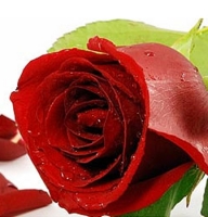Roses Petals