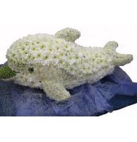 Dolphin - Composition: Chrysanthemum white stalion,Chrysanthemum white.