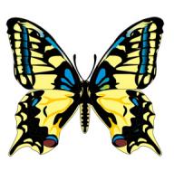 Live butterflies