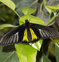 Butterfly - Troides rhadamantus