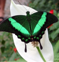 Butterfly - Papilio palinurus