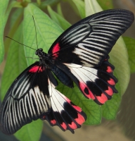 Butterfly - Papilio rumanzovia