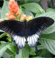 Butterfly - Papilio lowi