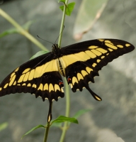 Butterfly - Papilio thoas