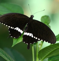 Butterfly - Papilio polytes