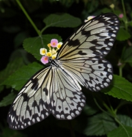 Butterfly - Idea leuconoe
