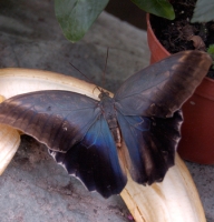 Butterfly - Caligo
