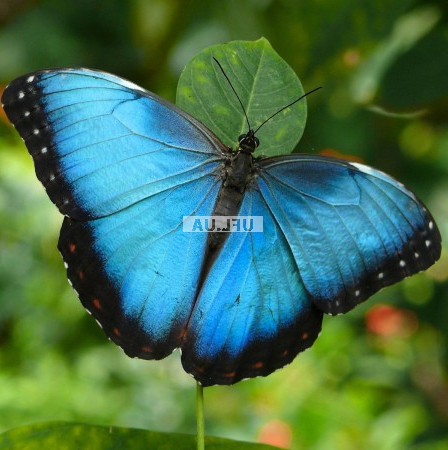 Order now Butterfly - Morpho