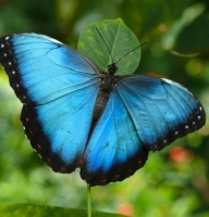 Butterfly - Morpho