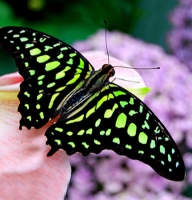 Butterfly - Graphium 