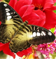 Butterfly - Parthenos sylvia