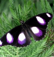 Butterfly - Hypolimnas bolina