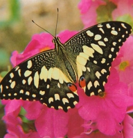 Butterfly - Papilio demoleus