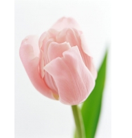 Tulips per number