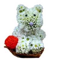  - Composition: Chrysanthemum white.