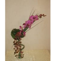 Compositions - Violet orchid in a curved vase