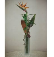 Compositions - Composition of strelitzia