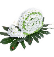  - Composition: Chrysanthemum white,Chrysanthemum green.