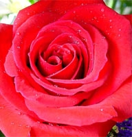 Flowers - Rose