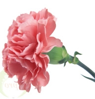 Flowers -