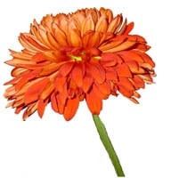 Flowers -