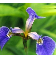 Flowers -