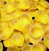  - Composition: Yellow Rose.