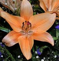 Flowers -