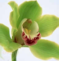 Flowers -