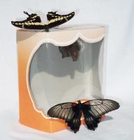 The birth of a butterfly from its chrysalis - a little miracle!