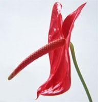 Flowers - 