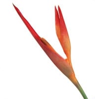 Flowers - 