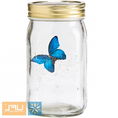 Order now Eternal butterfly Blue Morpho